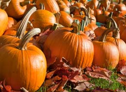 0004 harvest pumpkin trade