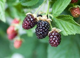 0008 blackberry tools