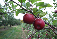 About Our Orchard