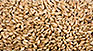 malty