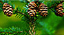 pine